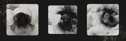 The Ultimate Guide to Pekingese Care